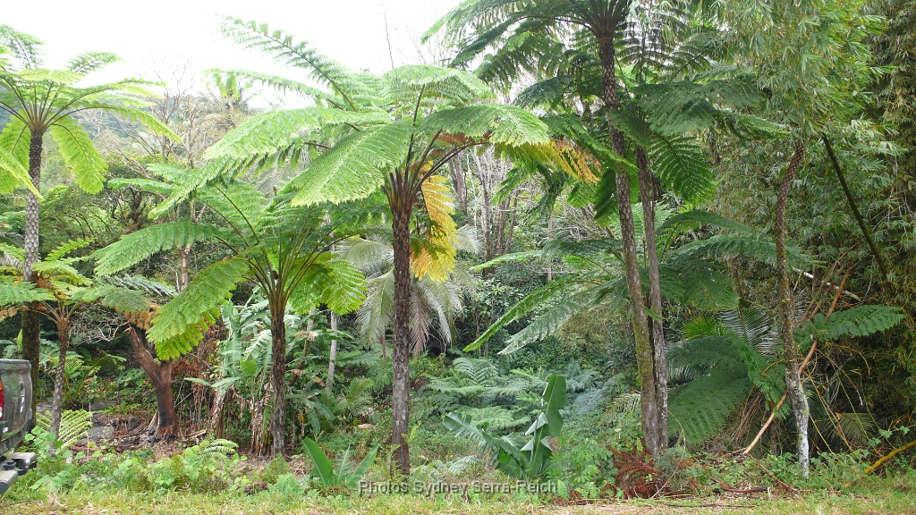 12 fougeres arborescentes Nouvelle Caledonie.JPG - Fougères arborescentes. Nouvelle Calédonie.Août 2014